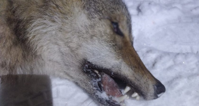 В Коми за добытых волков охотникам будут платить деньги