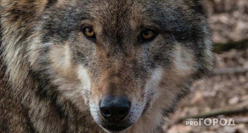 "Угрозы больше нет": В Коми отстрелили волка и успокоили местных жителей 