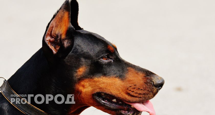 Хозяина собаки, укусившей жительницу Коми, оштрафовали