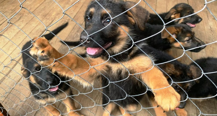 Питомник УФСИНа в Коми вывел 25 породистых щенков
