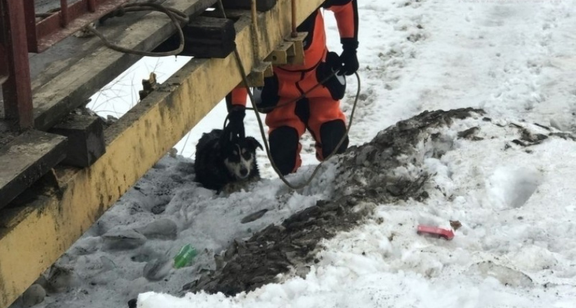 В Коми спасатели выручили пса, провалившегося под лед