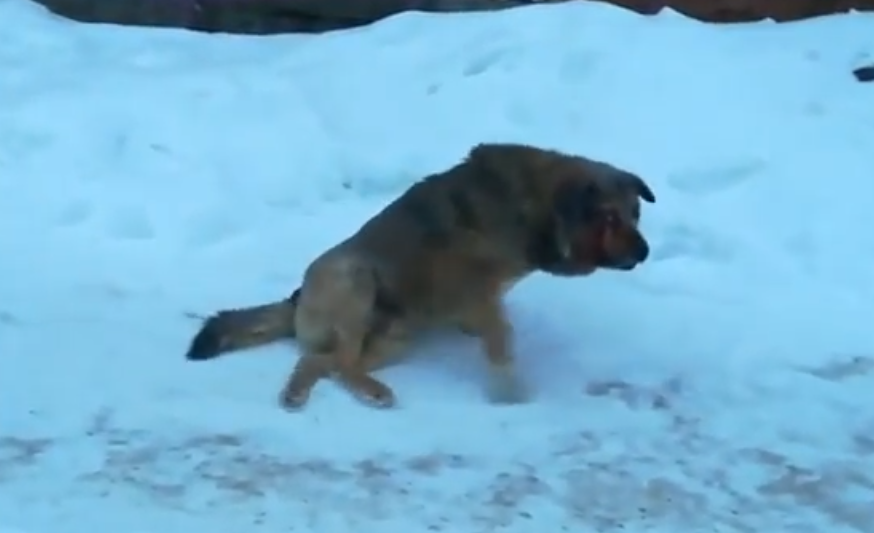 Сыктывкарец снимал на видео ползущую после аварии собаку, но не помог ей