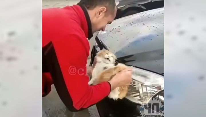 Новости России: мужчина помыл машину живой кошкой