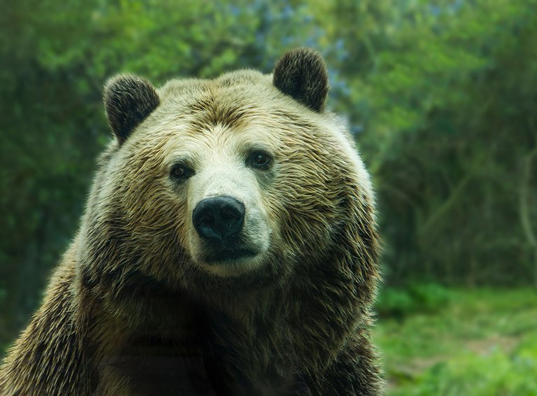 В Коми браконьер заплатил 240 тысяч за убийство медведицы с детёнышем