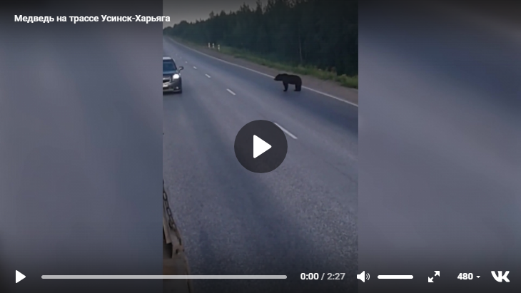 В Коми любопытный медведь бродил по дороге и подбегал к проезжающим машинам (видео)