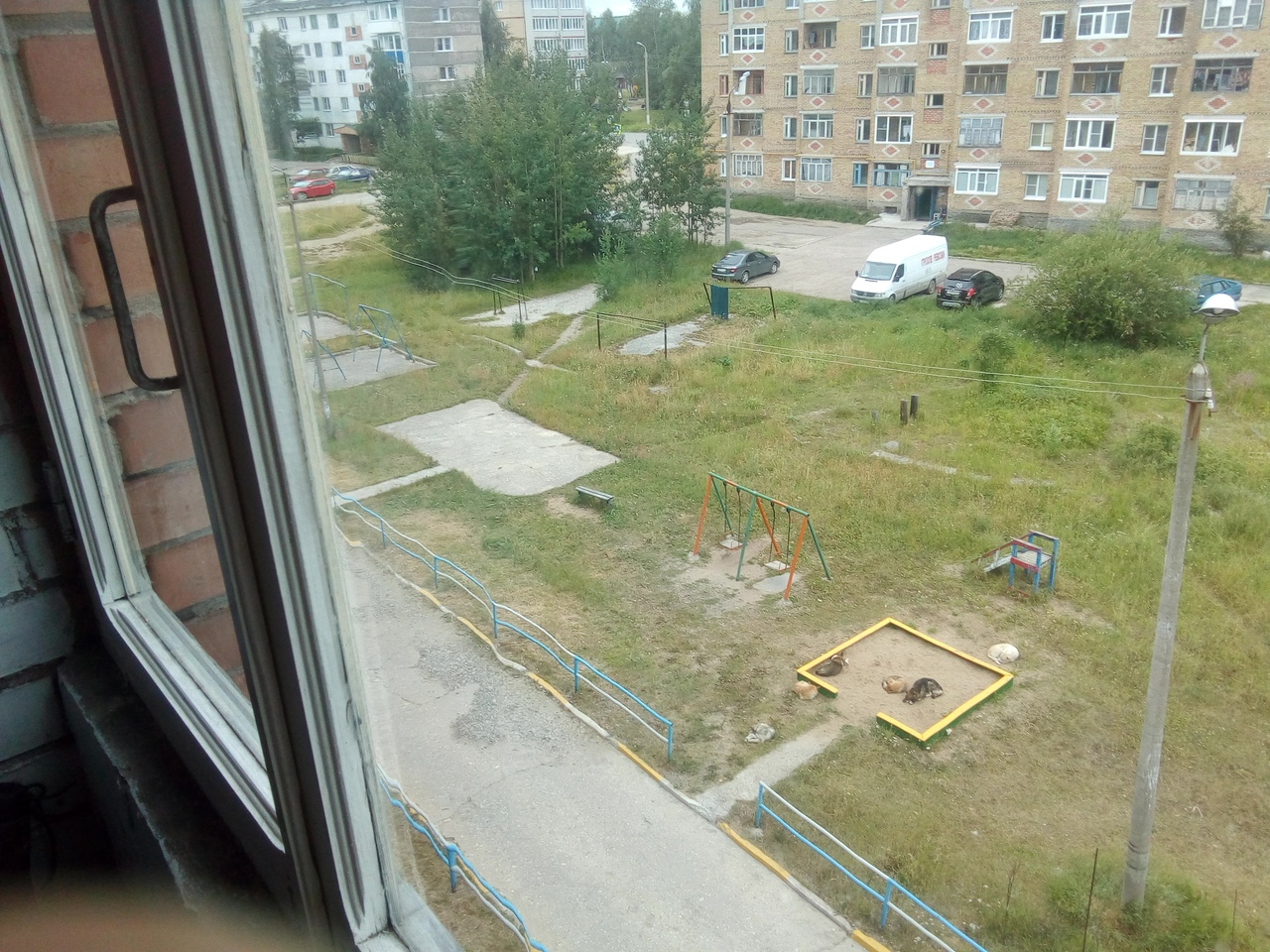 В Сосногорске бездомные собаки не давали детям играть на площадке (фото)