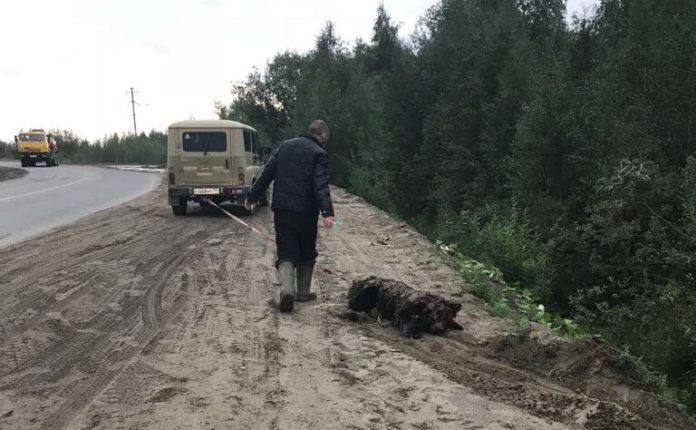 Усинского медвежонка забили лопатами пьяные местные жители