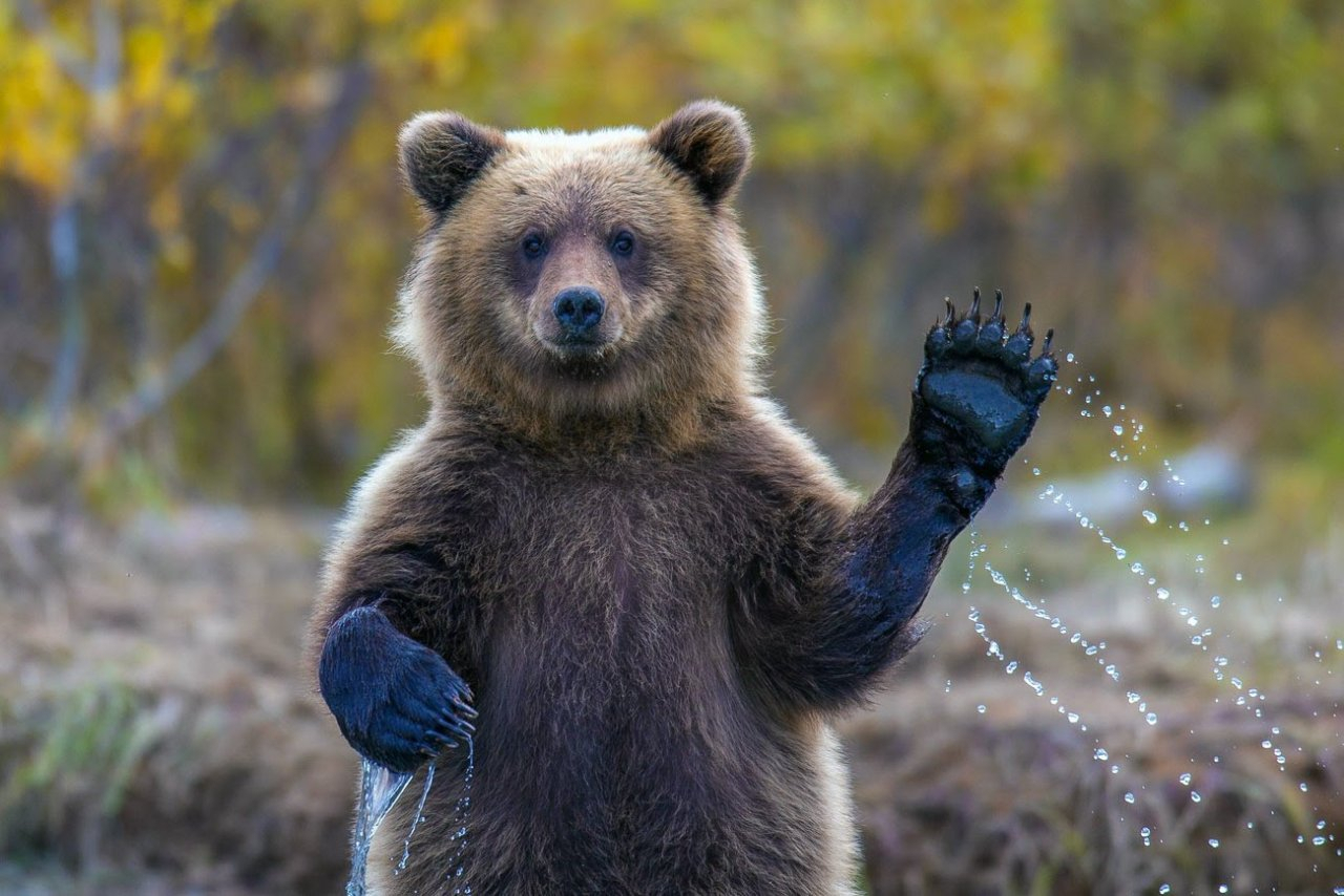 В Коми депутат борется с нашествием медведей без отстрела хищников