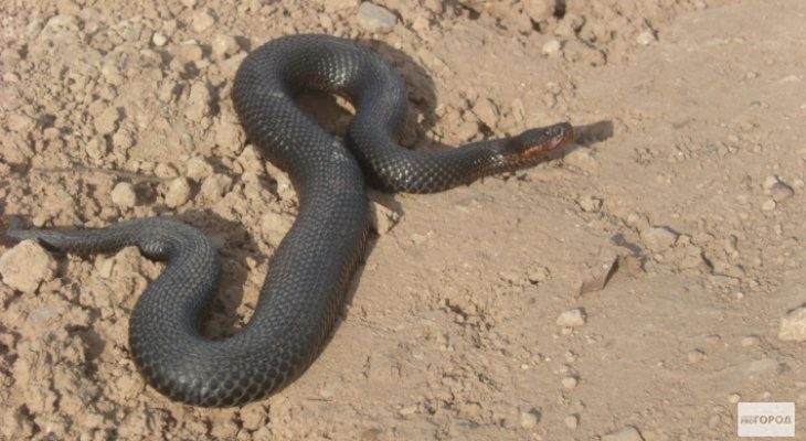 Ученые рассказали, какие опасные змеи и насекомые живут в Коми