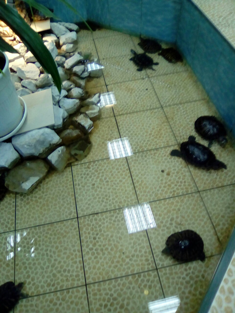 В Коми десяток черепах бросили умирать в грязном фонтане