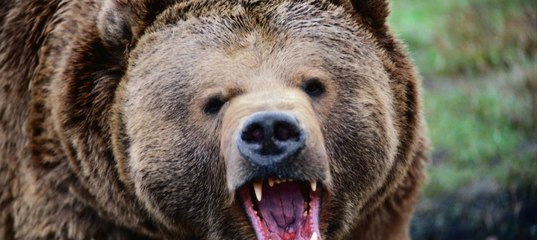 В Коми медведи всё чаще выходят к людям