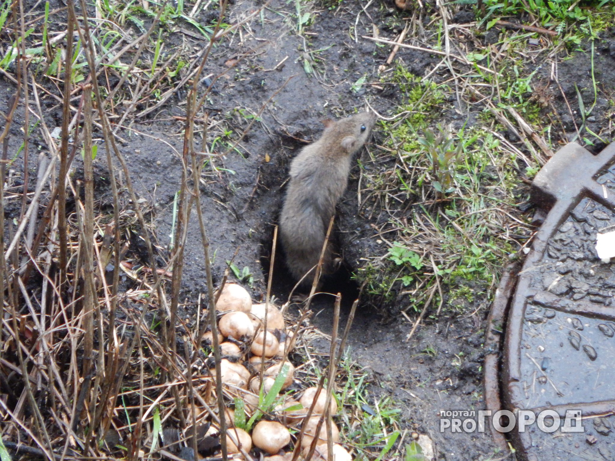 Ухтинские крысы, срок за наркотики и неадекватная мать из Коми: что произошло в Ухте 6 июня?