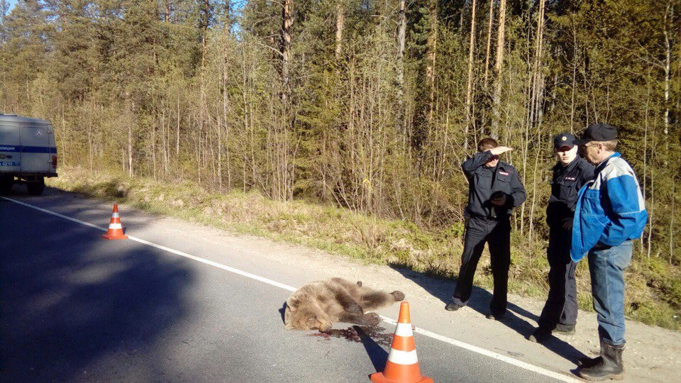 На трассе под Ухтой обнаружили убитого медвежонка