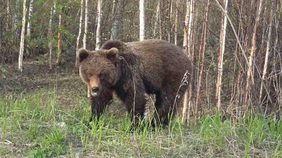 Местные жители в Вуктыле фотографируют медведей: подборка косолапых