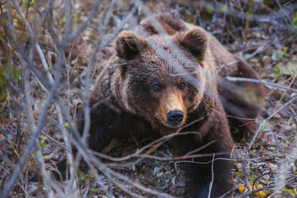 В Седью медведица едва не сняла скальп с местного жителя