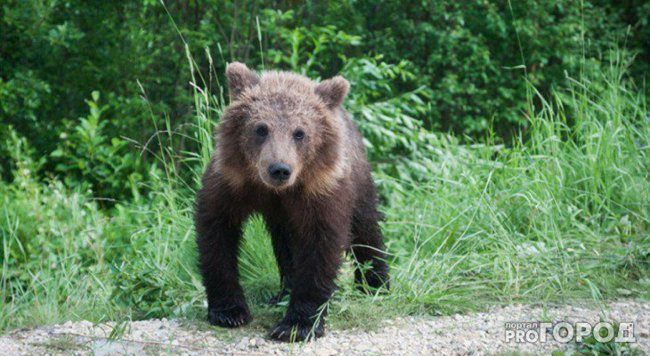 В Сосногорске медведи бродят по дорогам и заходят на кладбище (ФОТО, ВИДЕО)