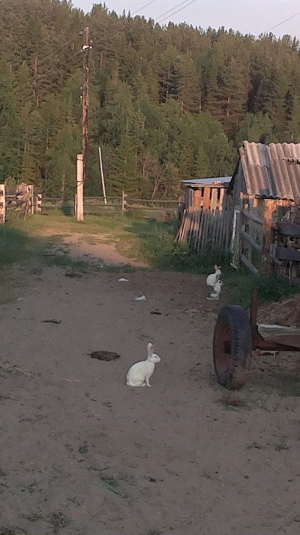 В Коми кролики скачут по деревенским улицам (ФОТО)
