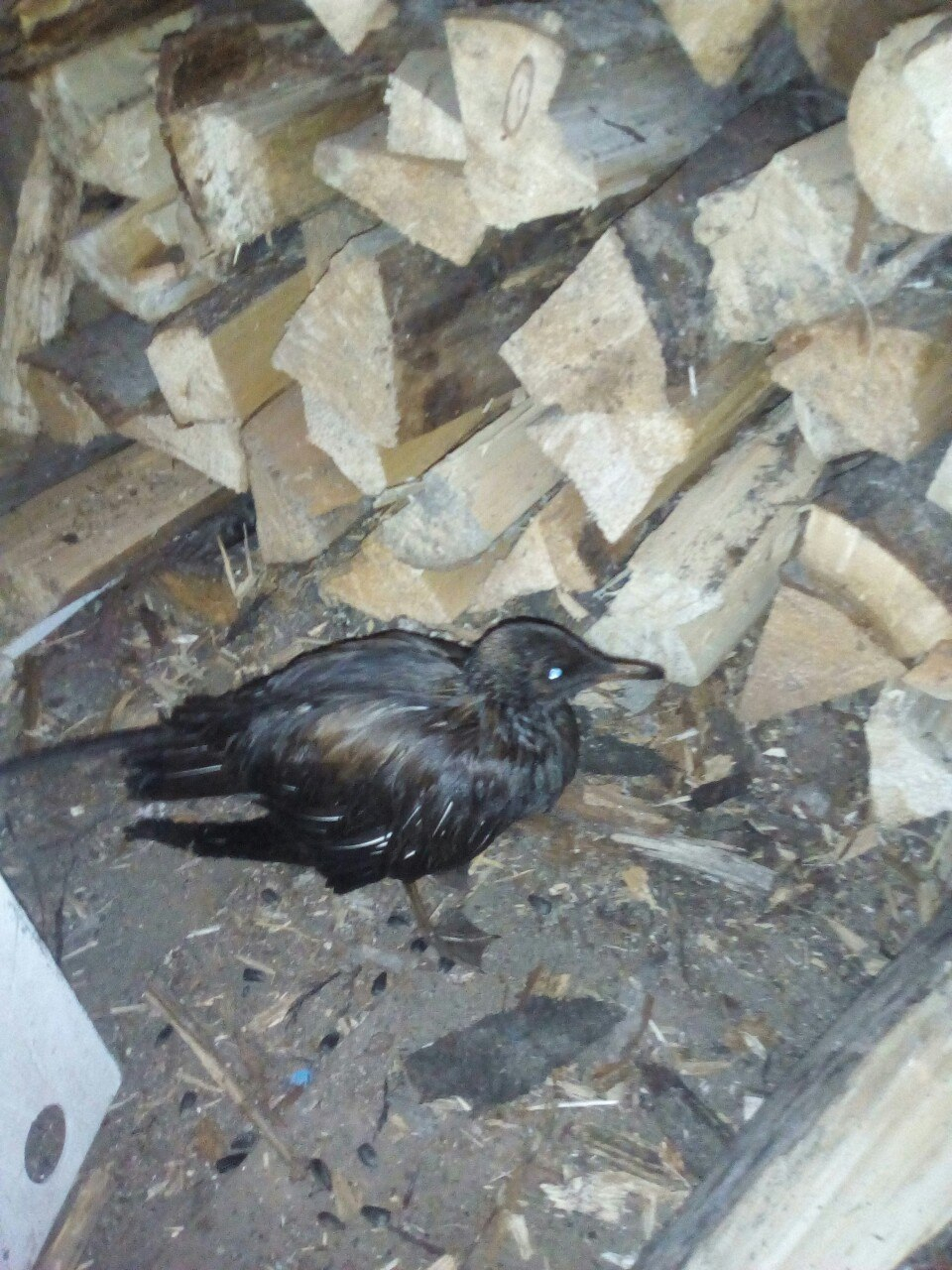 Зоозащитники в Ухте не смогли спасти птицу измазанную нефтепродуктами