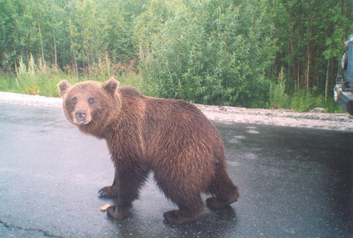 Ухтинка о медведе, перебежавшем дорогу автобусу: "Сел на обочине и смотрел на нас"