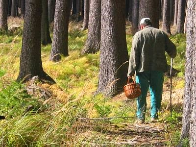 Заблудившийся 80-летний ухтинец сам смог найти дорогу из лесу