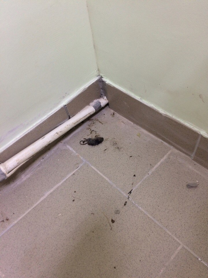 Мертвая мышь в продуктовом магазине на Яреге испугала покупателей (ФОТО)