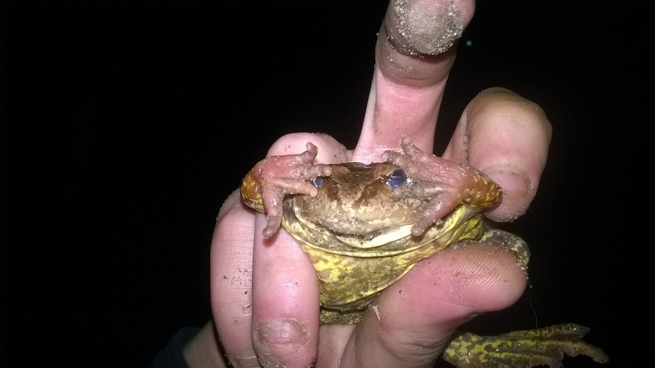 В Сосногорске мужчина нашел необычную  лягушку (ФОТО)