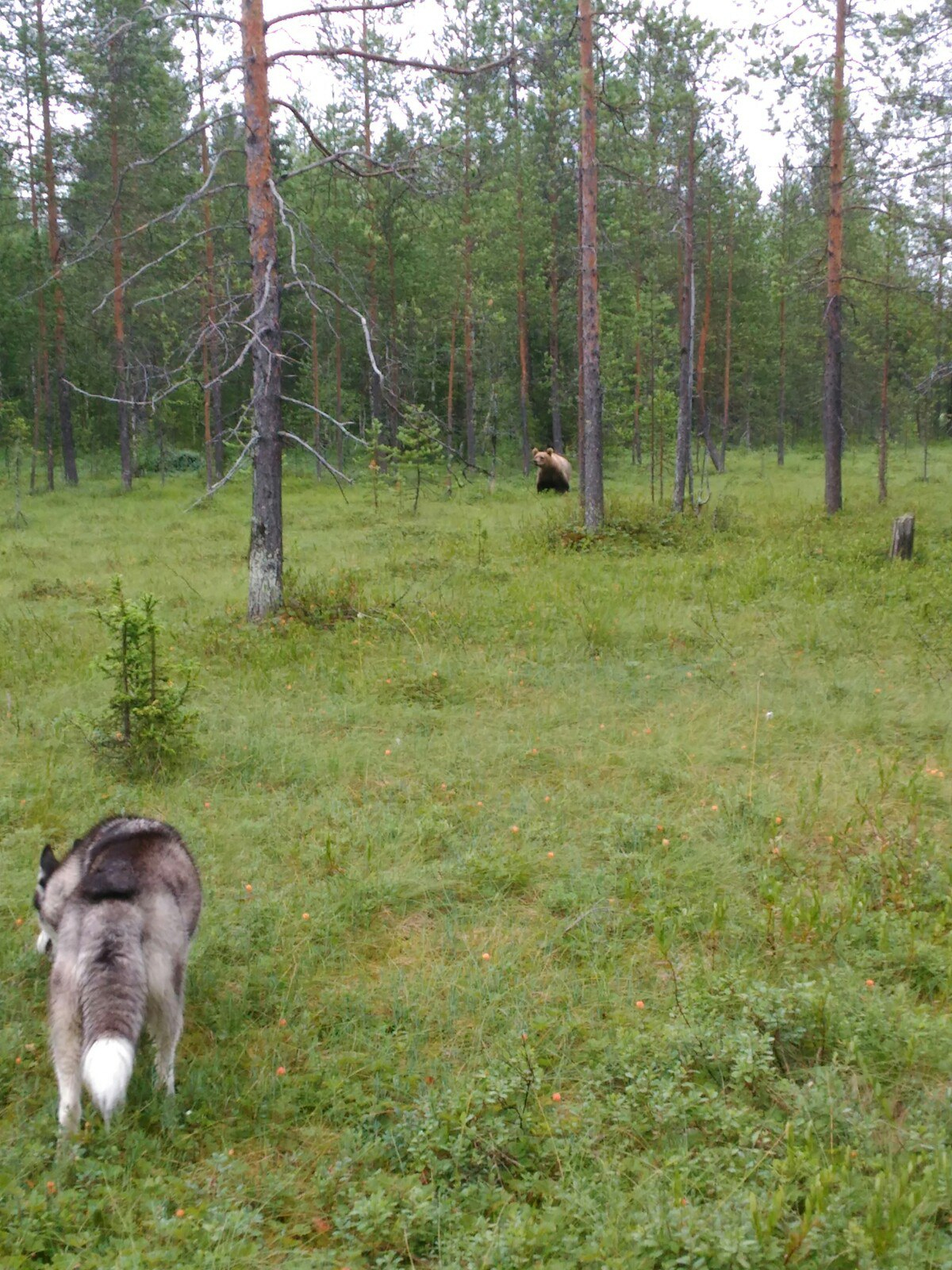 Жительница Коми: "Медведь не выпускал нас из леса" (Много фото)