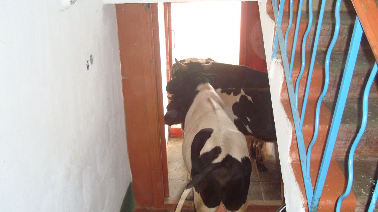В поселке Сосногорска коровы заходят в подъезды