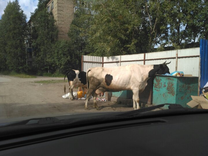 В Коми коровы кормятся из помоек