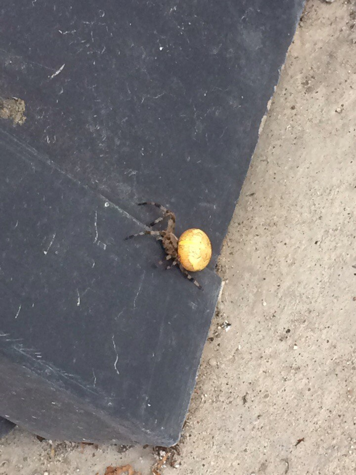 В Ухте сбежал экзотический паук, сейчас он отложил яйца на крыше жилого дома