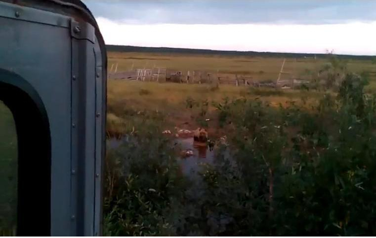 В Коми появилось видео, как медведь моется в луже и не обращает внимания на людей