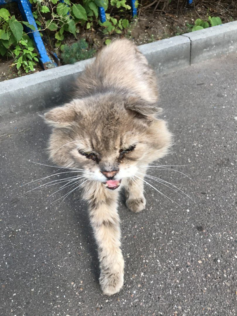 Ухтинка решила приютить бездомного кота из Москвы