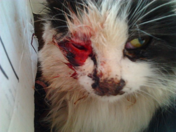 В Воркуте появился живодер, пострадали уже 5 кошек