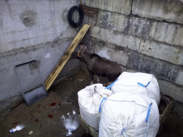В Сосногорске лося поймали и закрыли в вольере