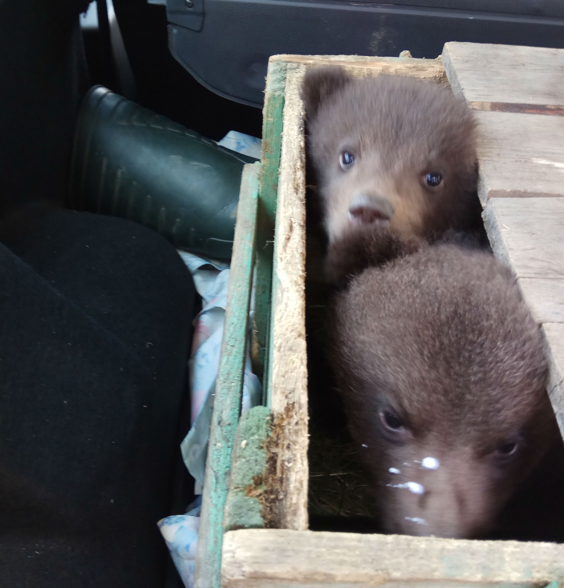 Медвежат из Коми, найденных в коробке, откормили и выпустили в лес
