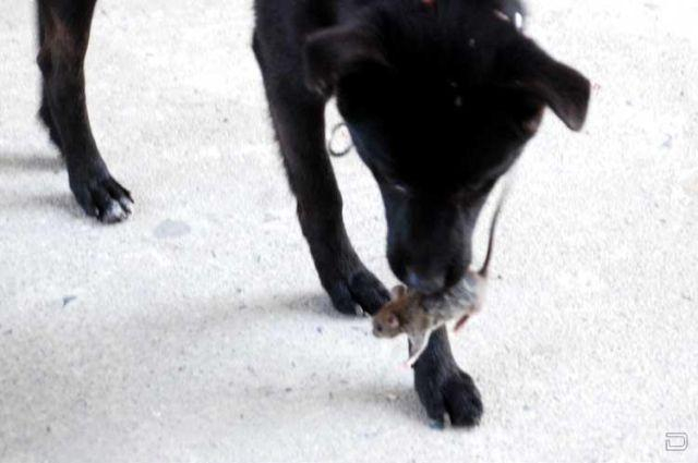 Заблудившемуся голодному охотнику в Коми собака таскала мышей