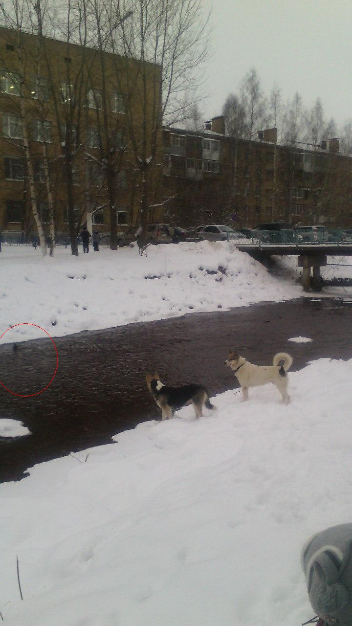 На замерзающих уток в парке Ухты охотятся бродячие собаки