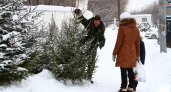 Незаконных рубок новогодних ёлок в лесах Республики Коми не было зафиксировано 