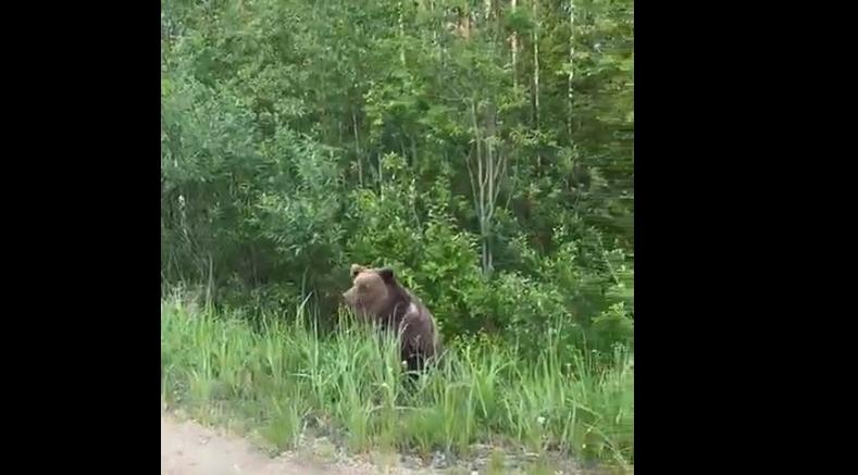 На трассе Сыктывкар-Ухта водители заметили медведя-скромняшку: видео