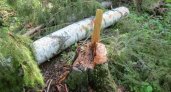 Сыктывкарец незаконно спилил 400 деревьев на 1 миллион рублей