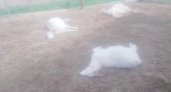 В Коми эксперты огорошили хозяев погибших коз  выводами про чупакабру