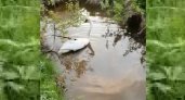 "Малыш плавает вдоволь": Жители Ухты переживают за судьбу раненого лебедя