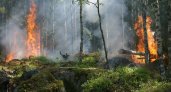«Гори оно все»: в Коми завели девять уголовных дел по лесным пожарам 
