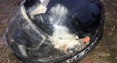 В Коми мотоциклист попал в дорожную аварию из-за собаки