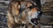 В Коми хозяину собак придется заплатить 28 тысяч рублей за гибель соседского кота