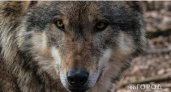 “Волки подбираются к людям”: жители Коми сообщают о выходе хищников