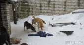 Ухта получит 6 миллионов рублей для отлова собак в 2023 году