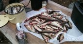 Браконьеры из Сосногорска сетями выловили больше 1500 экземпляров рыб