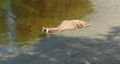 В Коми пьяная женщина утонула в реке