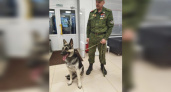Продолжить дело Сармата: доброволец из Коми отправится на СВО с новым псом